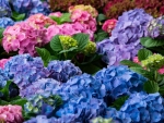 Hydrangea