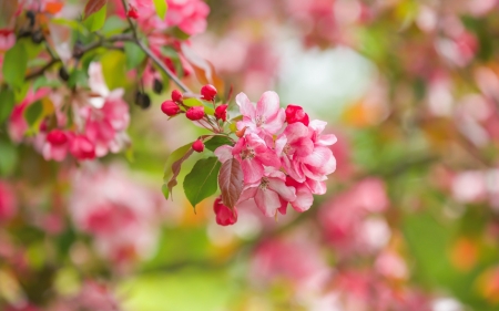 Spring - pink, blossom, green, spring, flower