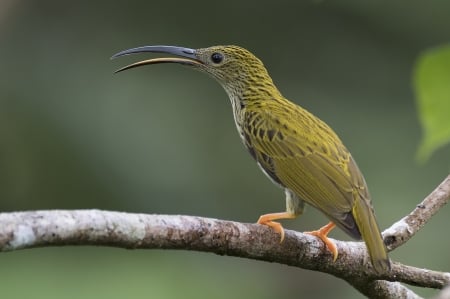 Bird - bird, pasare, branch, green