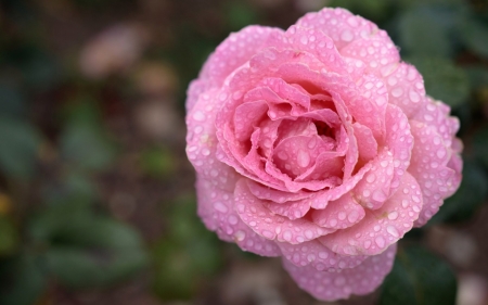 Rose - dew, water drops, rose, flower, pink