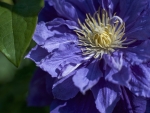 Clematis