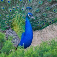 Peacock