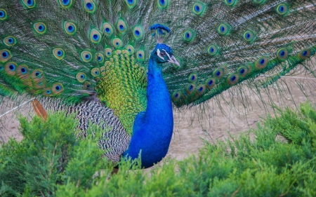 Peacock - bird, paun, peacock, blue, green, pasare, feather