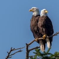 Couple of Bald Eagles