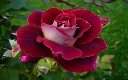 Red Rose - flowers, nature, red, buds, macro, rose, petals