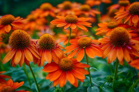 Beautiful Flowers - flower, orange, nature, garden