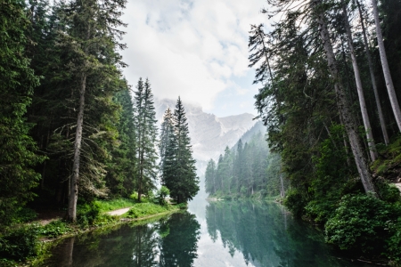 Fresh Water - water, nature, tree, amazing