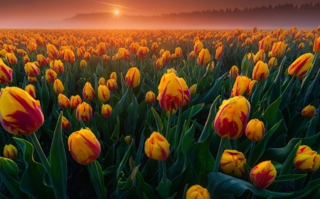 Dutch Tulips