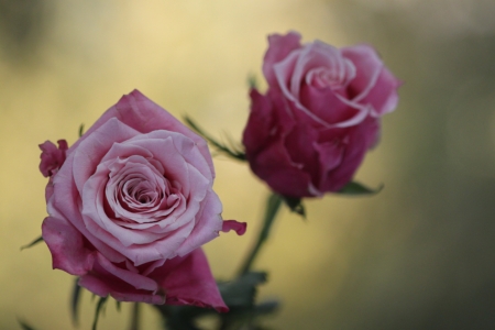 Roses - roses, wonderful, flower, amazing