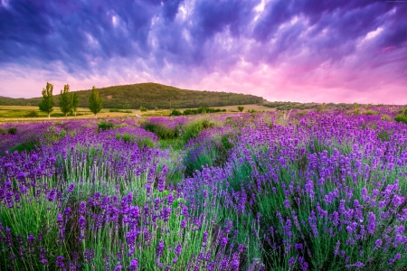 Summer Lavender Field at Sunset - valensole, nature, landscape, france, summer, field, sunset, lavender