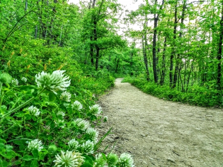 alley forest - kosovo, forest, trees, beautiful