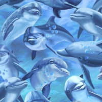 Dolphins