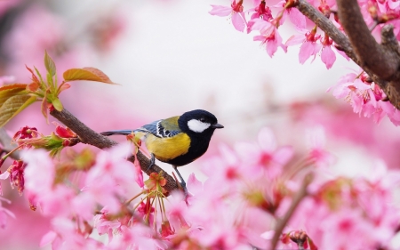 Blue Tit - bird, sakura, pasare, spring, blue tit, pink