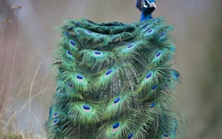 Peacock tail - feather, tail, pasare, bird, paun, peacock, blue, green