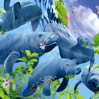 Manatee madness