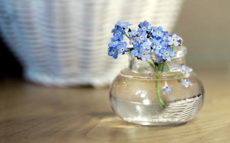 Forget me not - vase, white, blue, forget me not, flower, glass