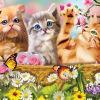 Kittens
