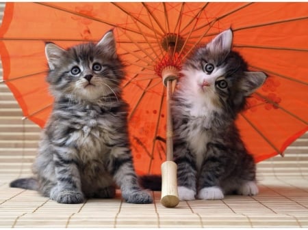 Kittens - umbrella, pisica, kitten, cute, orange, couple, cat