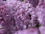 Lilacs