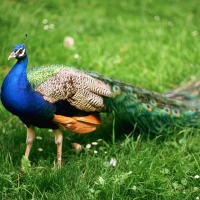 Peacock