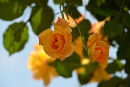 Orange Roses - wonderful, rose, flower, orange