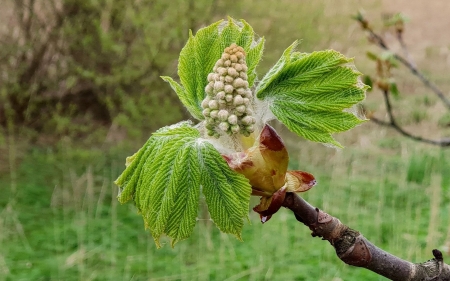 Chestnut Bud - latvia, spring, chestnut, leaves, branch, bud