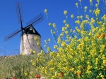 Windmill in Rapefield