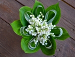 Lily of the Valley