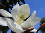 Magnolia