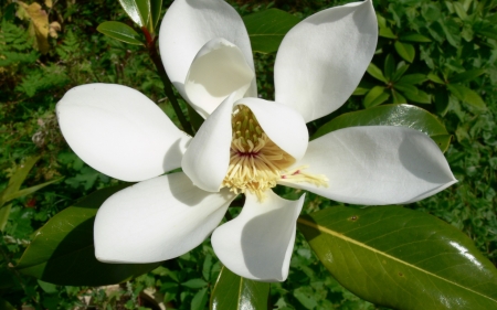 Magnolia - magnolia, white, green, spring, flower