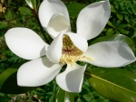 Magnolia