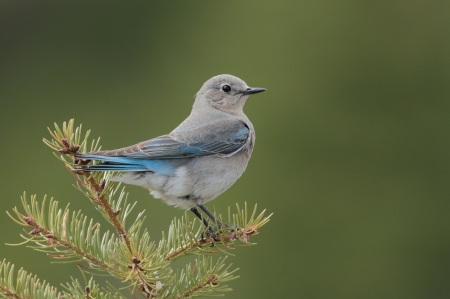 Bird - green, bird, blue, pasare