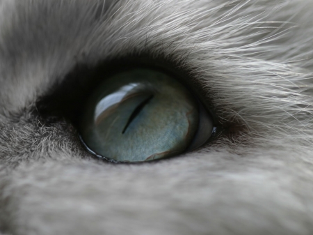 Cat eye - skin, cat, eye, texture, pisica