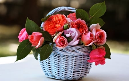 Roses - trandafir, basket, rose, flower