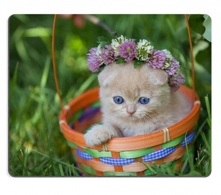 Kitten - cat, summer, basket, wreath, pisica, kitten, green, orange, grass, flower