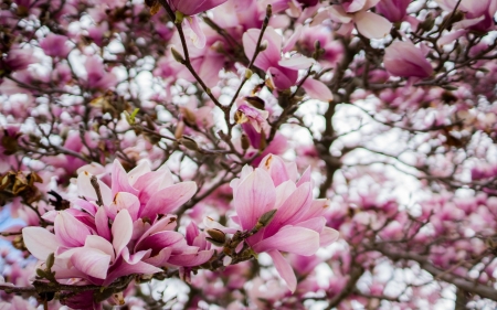 Magnolia - magnolia, flower, pink, spring