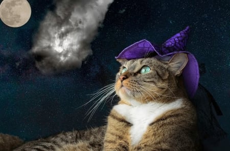 Happy Halloween! - hat, moon, night, cat, witch, pisica, purple, halloween, luna