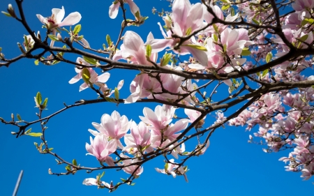 Magnolia - flower, pink, spring, magnolia, blue