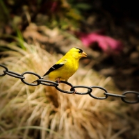 Yellow Bird