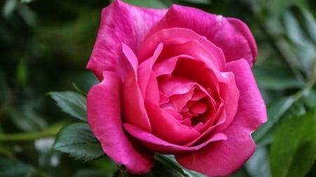 Pink Rose - flowers, roses, nature, macro, petals, pink