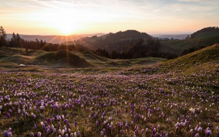 Landscape of Purple Crocuses - Hills, Nature, Flowers, Landscapes, Crocuses, Fields