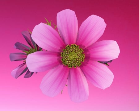 pink flower - labrano, gizzzi, flower, pink