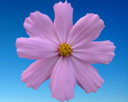 flower - gizzzi, blue, labrano, flower, sky