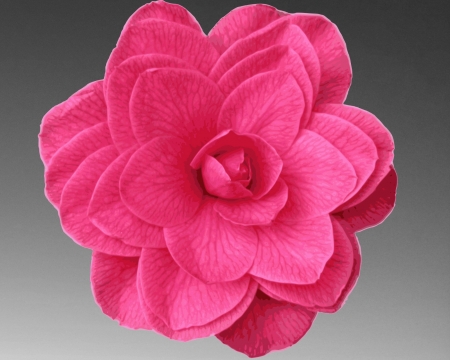 Pink-Camelia - grey, gizzzi, camelia, labrano, flower, pink