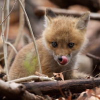 Fox cub