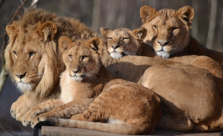 Family portrait - lion, leu, animal, family, big cat