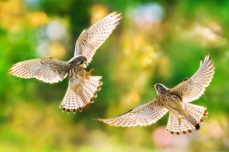 Common Kestrel - fuyi chen, bird, bokeh, yellow, common kestrel, green, wings, pasare, couple