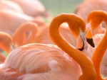 Flamingos