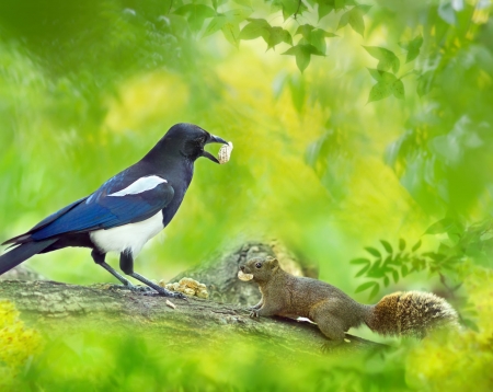 A special moment - fuyi chen, bird, green, food, pasare, squirrel