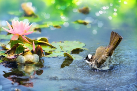 Taking a bath - vara, frog, water, summer, pasare, fuyi chen, bird, lotus, pink, bath, blue, green, flower